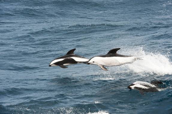Encontro com golfinhos dusky em alto mar, entre Falkland e Geórgia do Sul (foto de Vladimir Seliverstov)